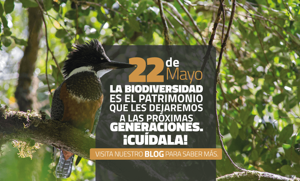 Biodiversidad: 3 claves para analizarla